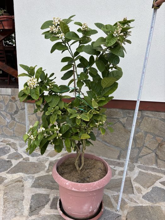 Продавам лимоново дръвче