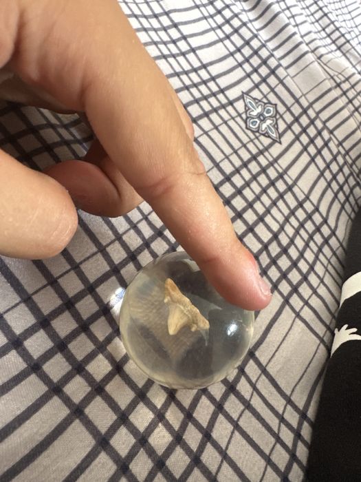 Vand dinte de rechin intr un geam securizat