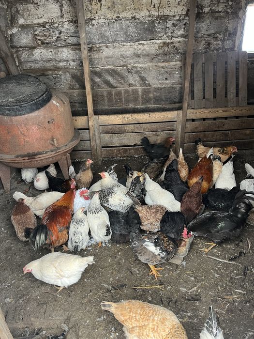 Продам курей и петухов.