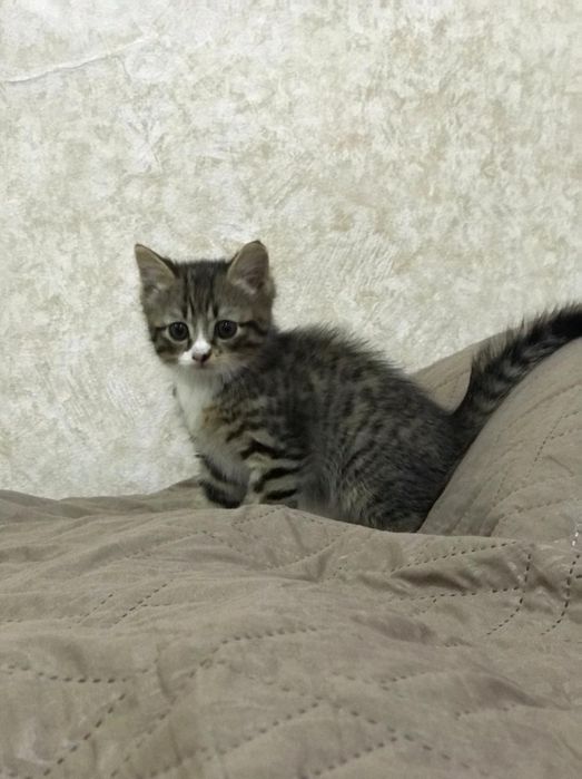 Котёнок,2 месяца,мальчик
