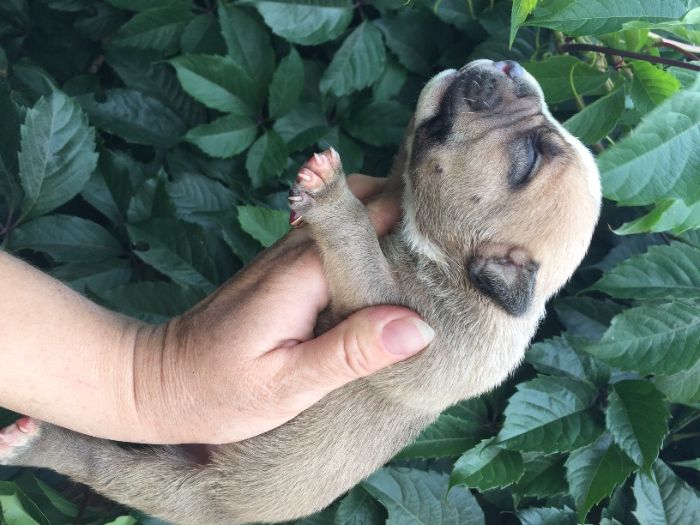 щенки американский булли