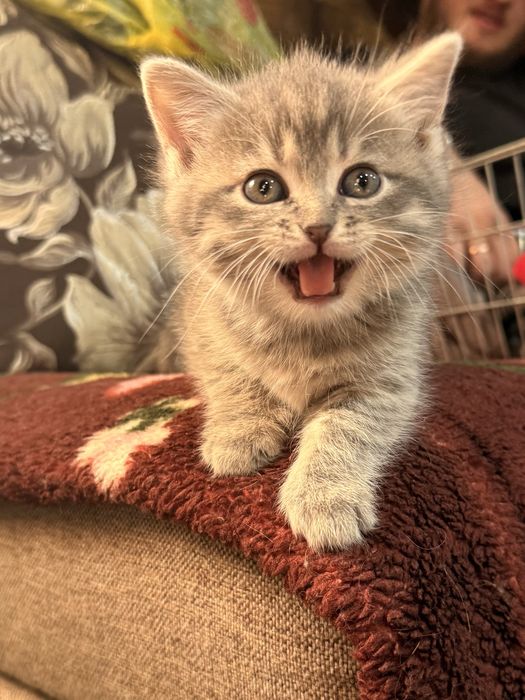 Продам шотландских породистых котят