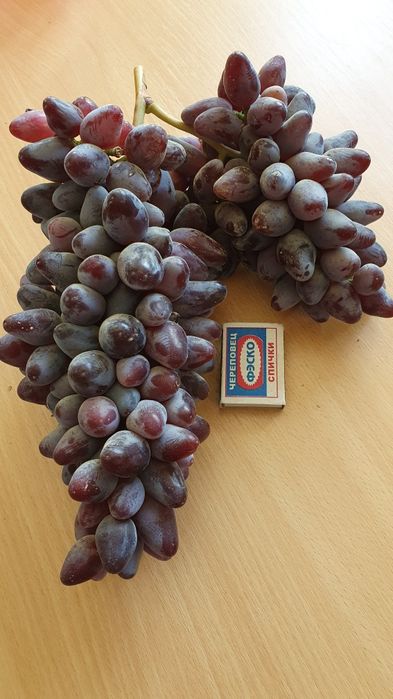 Виноград. Саженцы.