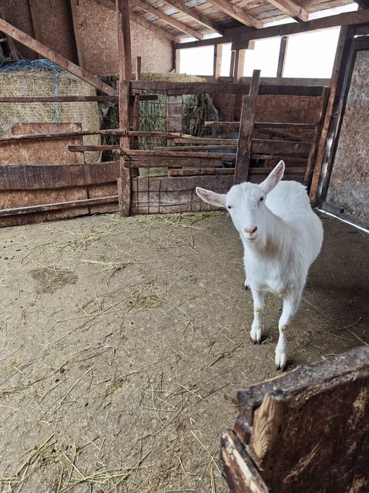 Vând 4 iede(capre) saanen și un țap