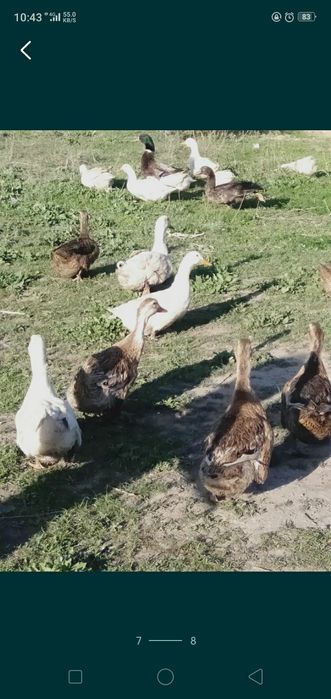 Утки пекинки и Башкирки