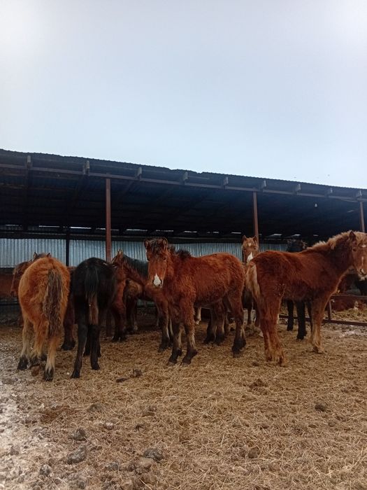 Продам жабагы 10 голов