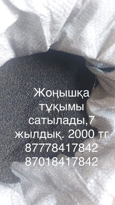 Жоңышқа тұқымы 2000тг