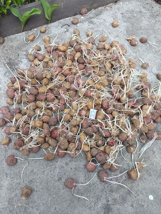 Семена картофеля