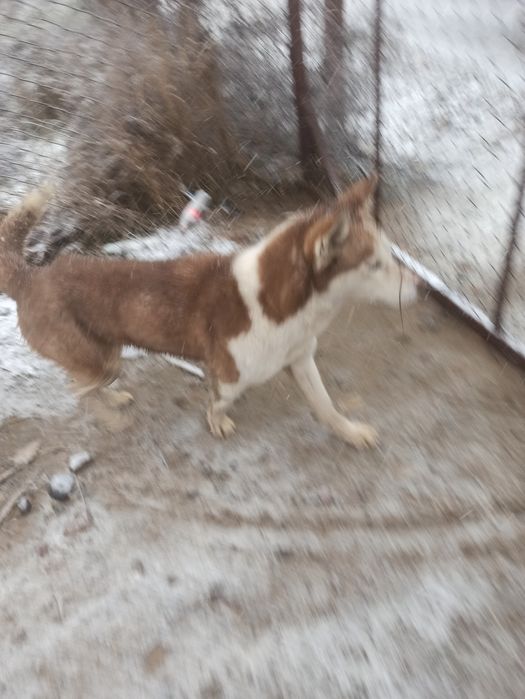 Sms yozsangizham boladi. 1yoshga tolmagan