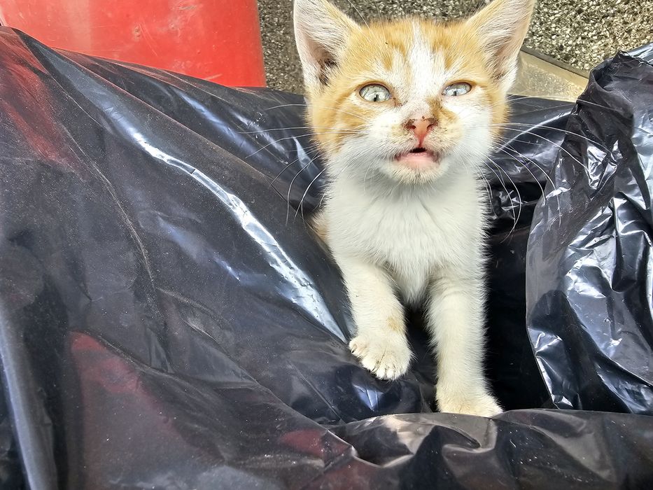 Коте търси нов дом