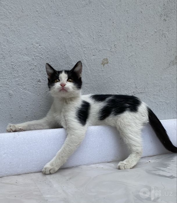 Котенок в добрые руки