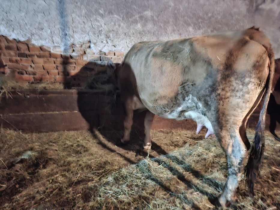 Vând vaca cu laptee