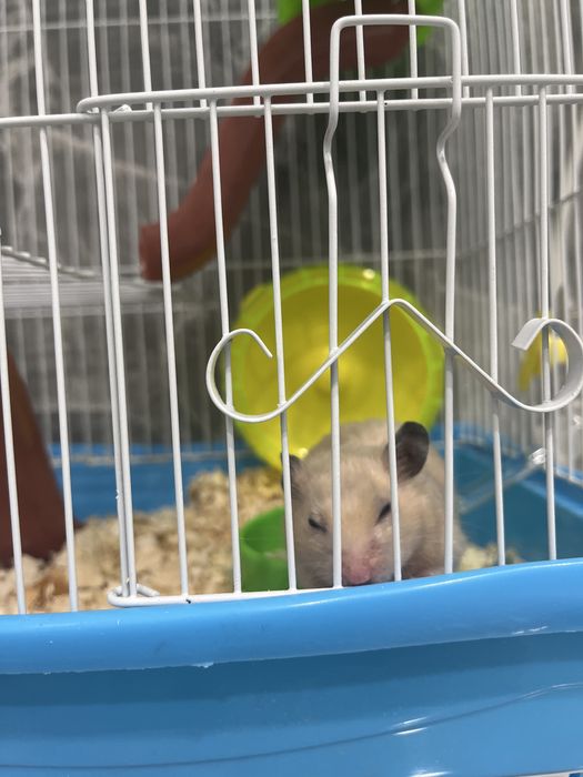 Продам Хомяк с клеткой