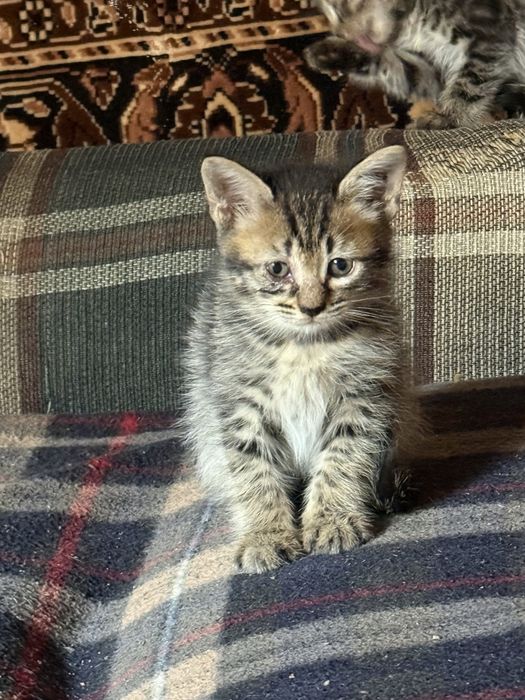 Отдам котят даром