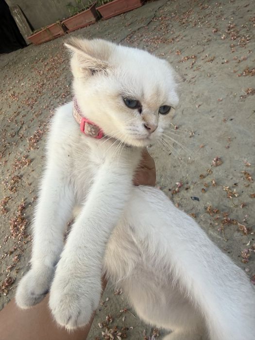 Skotish strayt 4 oylidan oshu