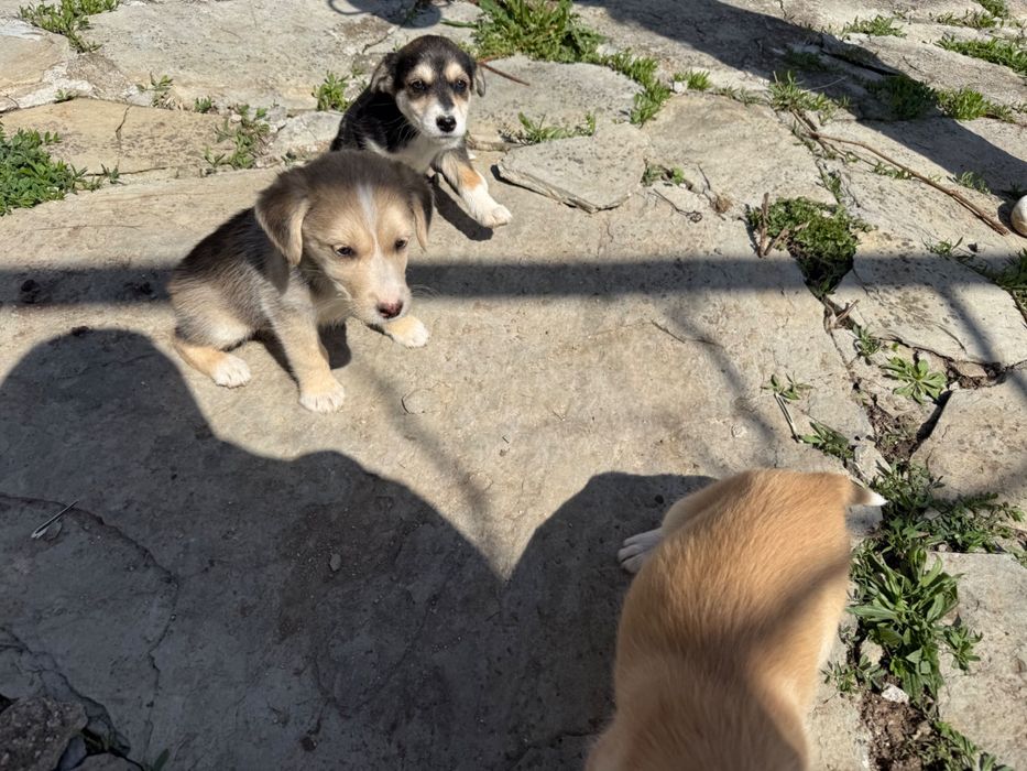 Подарявам кученца ( микс Сибирско хъски и български Барак)