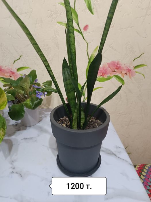 Продаю цветы разные