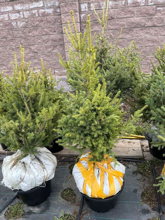 Ель Высота метр