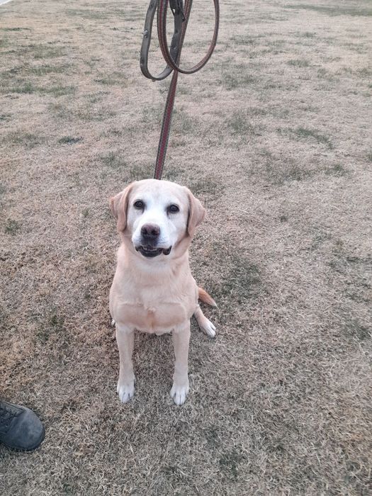 Лабрадор кличка Шерри