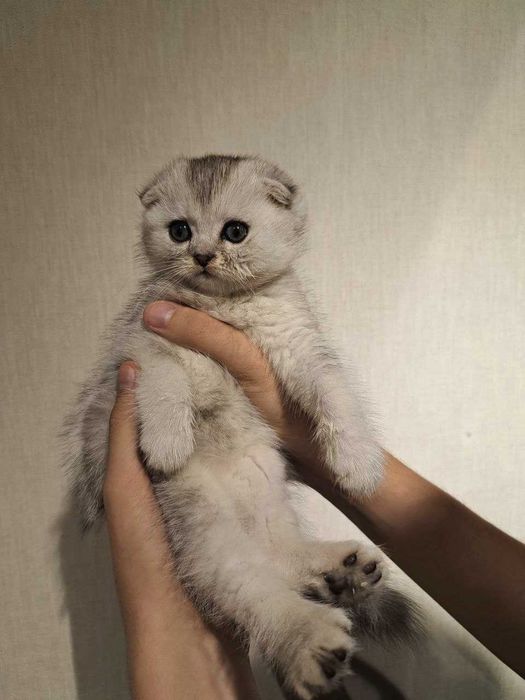Продаются котята Серебро Шиншилла
