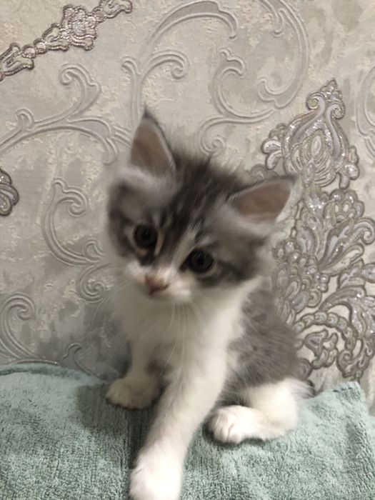 Oquseriysi heyland juda mexribon va shox scotish strayt juda aqqli