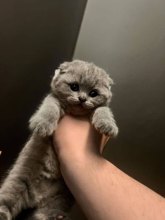 Scottish Fold mushuki sotiladi