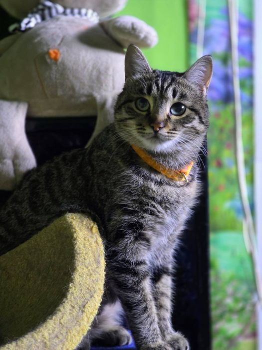 Отдам кошку в добрые руки