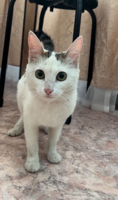 отдам кошечку в добрые руки