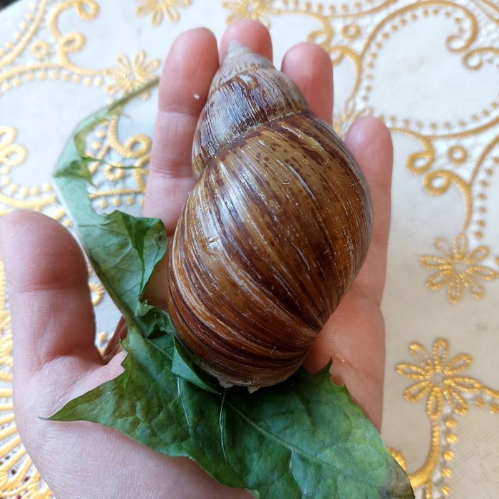 Продажа улитки Ахатины