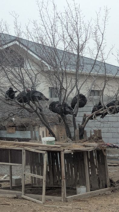 Қолдың түйетауығы