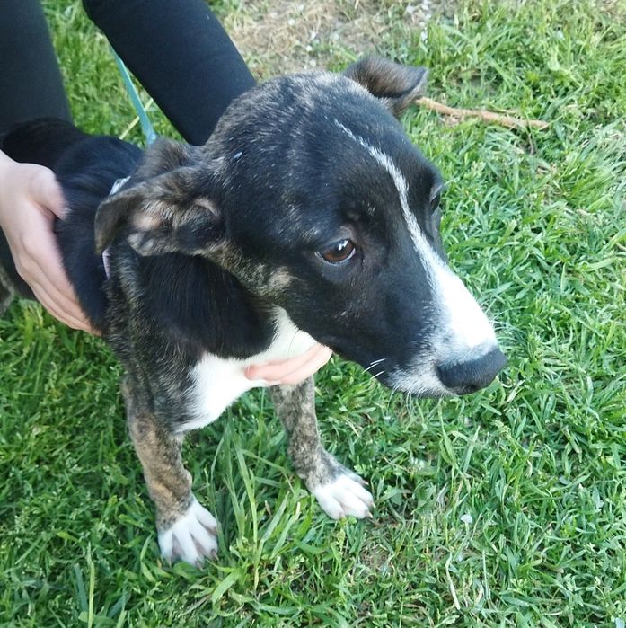 ПОДАРЯВАМ СПЕШНО ГОНЧЕТА ТЪРСЯТ ДОМ !!! – 5 малки бебета пазачи.