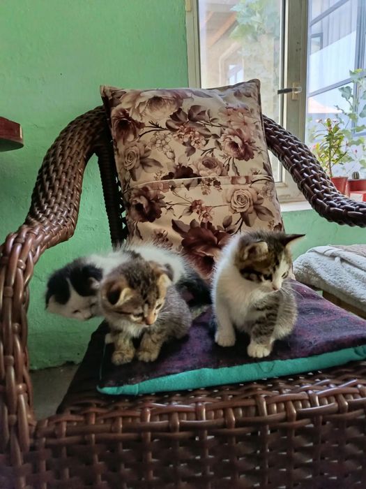 Продам котят веслоухие