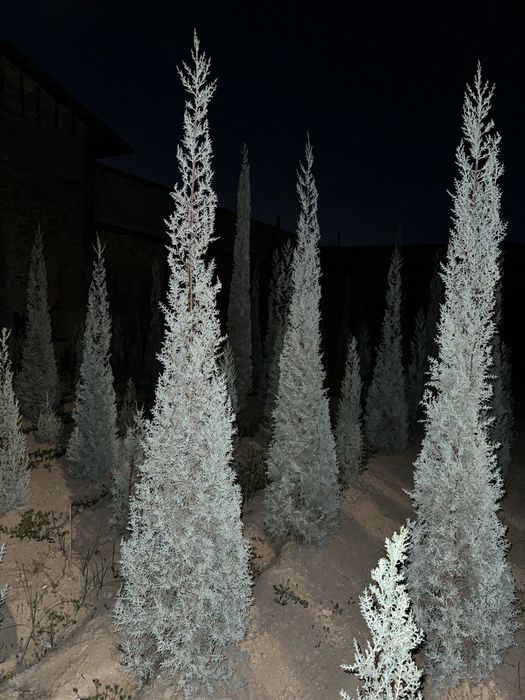 Арча кепарис оптом