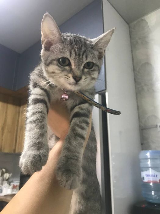 Scottish fold tozza poroda mushu