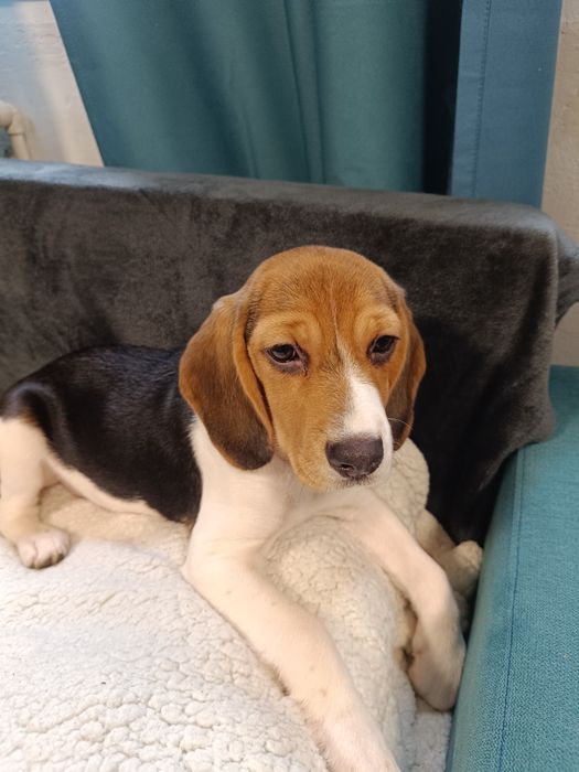 Beagale 4 luni fetita