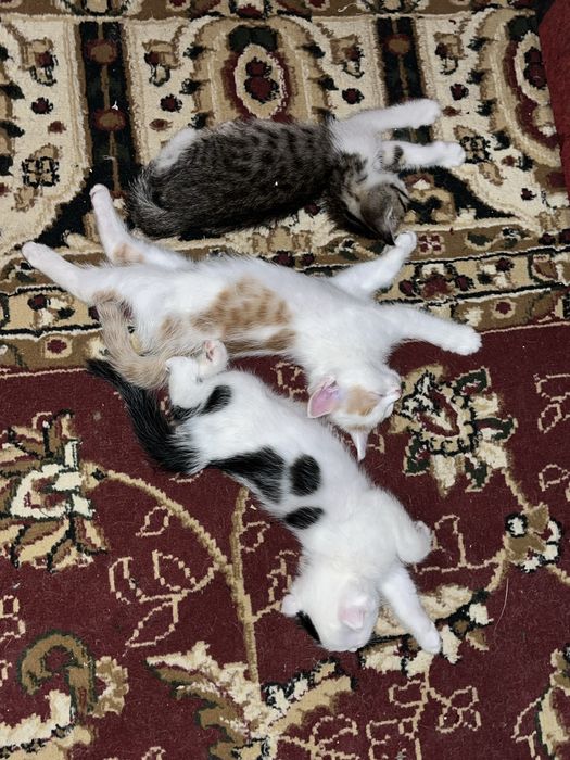 Отдам котят в добрые руки