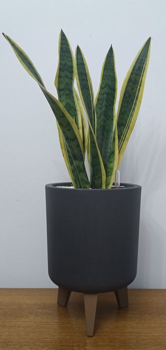 Сансевьерия (в том числе Парус, Торнадо и другие) — растение, которое