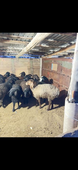 Тоқты қой қошқар саулық