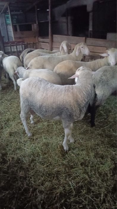 Vand berbecuti pentru pastrama