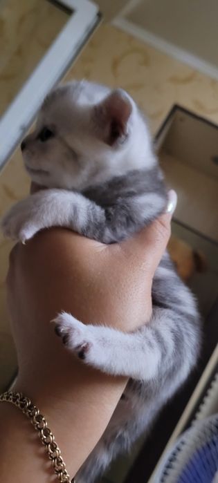 Продажа шотландские котята