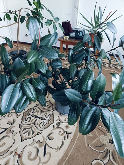 Продам домашние цветы