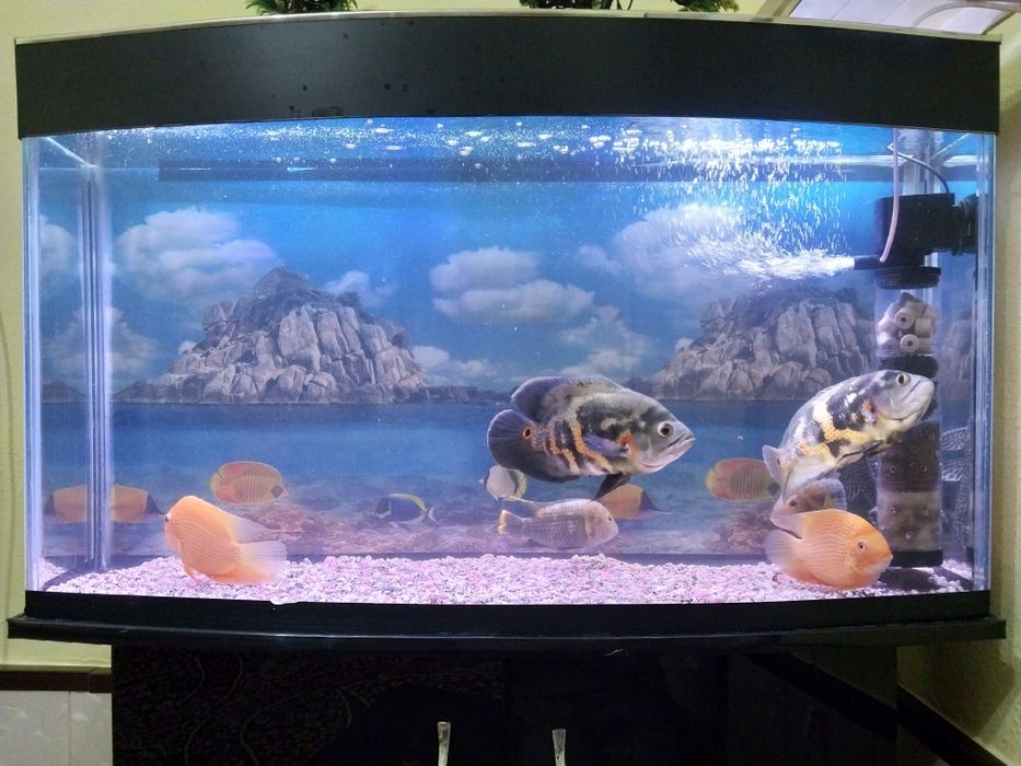 Баликлар сотилади