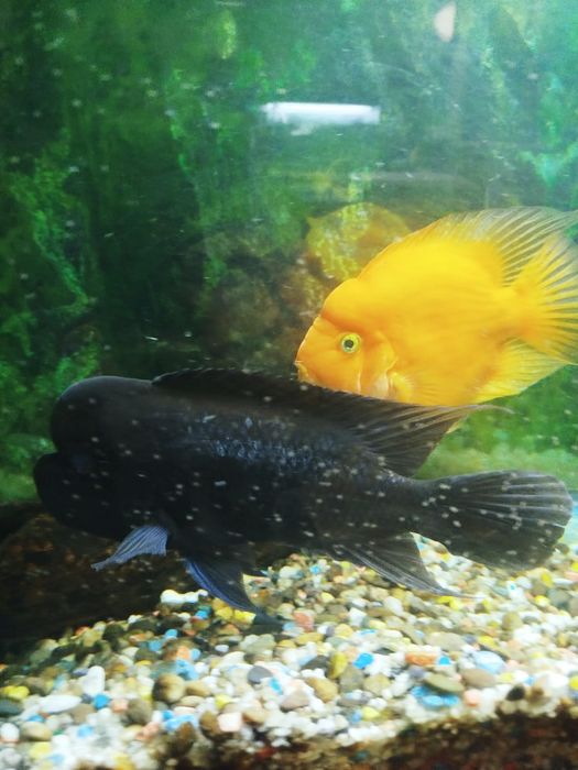 Аквариумные рыбки