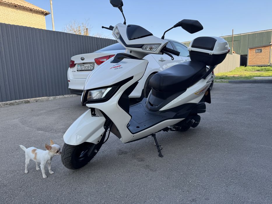 Продается Чихуахуа мини , тип кобби бэби фейс