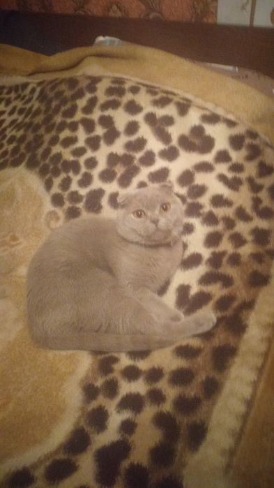 Вязка  Котов. вислоухие, британцы