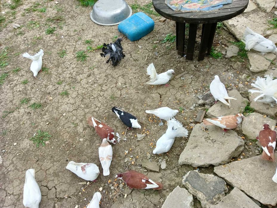 Porumbei ,jucători,și alte rase.