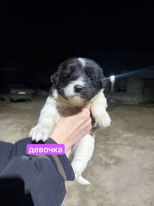 продам щеночков метисов