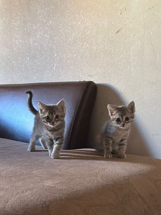 Милые котята! Бесплатно