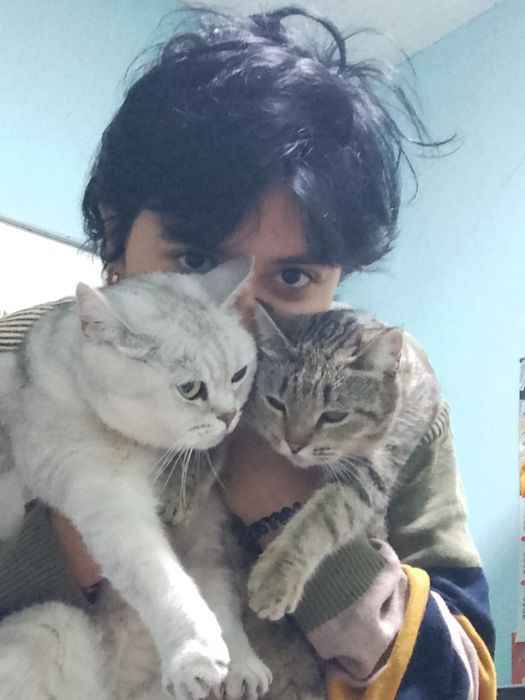 Отдам кошку в добрые руки