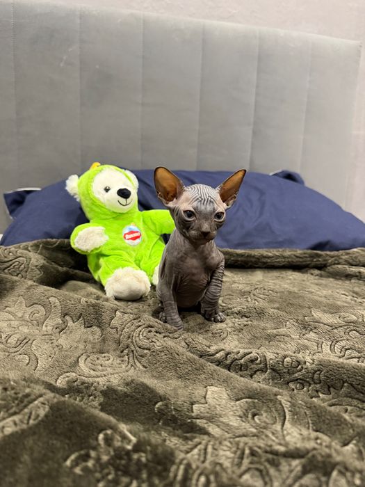 Шикарный мальчик сфинкс канадский